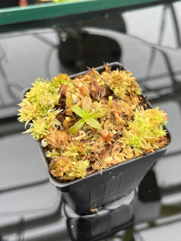 Close Up of Nepenthes mollis x diabolica #2 | Florae Collaborative | FC-441 | 20909