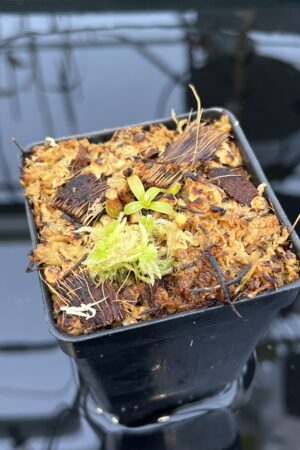 Close Up of Nepenthes mollis x diabolica #2 | Florae Collaborative | FC-441 | H21039