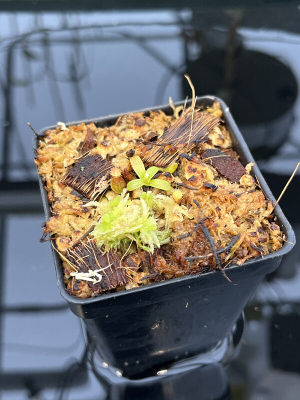 Close Up of Nepenthes mollis x diabolica #2 | Florae Collaborative | FC-441 | H21039