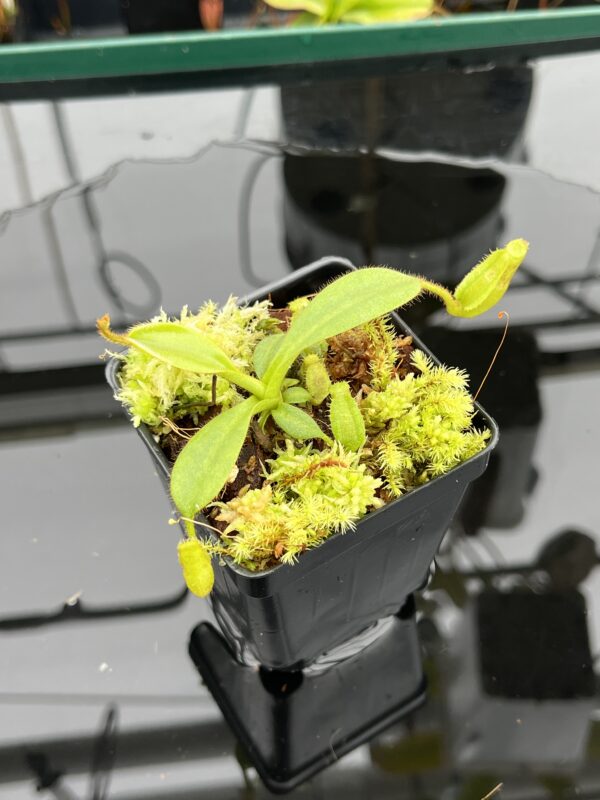 Close Up of Nepenthes mollis x eymae | MKS | Florae | Seed Grown | Florae Collaborative | FC-446.00 | IN20905