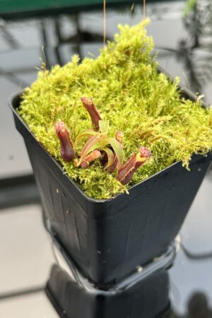 Close Up of Nepenthes murudensis {rocky garden, Gunung Murud, Borneo, Malaysia} | Best Carnivorous Plants | BCP-02 | 20752