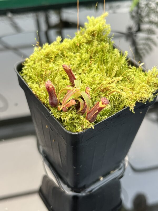 Close Up of Nepenthes murudensis {rocky garden, Gunung Murud, Borneo, Malaysia} | Best Carnivorous Plants | BCP-02 | 20752