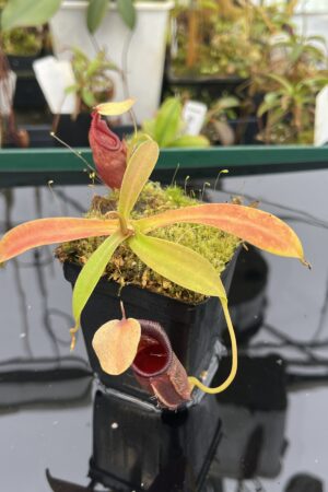 Close Up of Nepenthes ovata | Borneo Exotics | BE-3919 | H20948