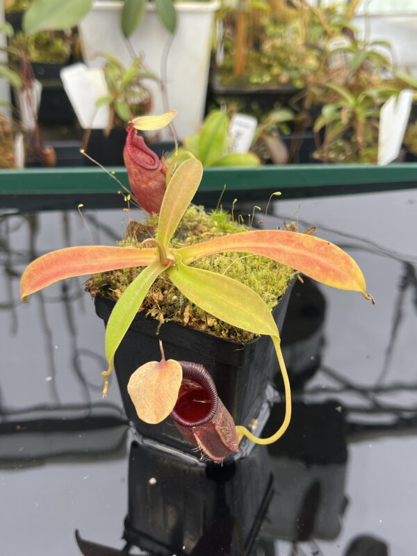 Close Up of Nepenthes ovata | Borneo Exotics | BE-3919 | H20948