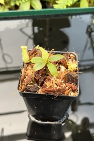 Close Up of Nepenthes palawanensis x peltata | JH | Florae | Florae Collaborative | FC-393.03 | 20737