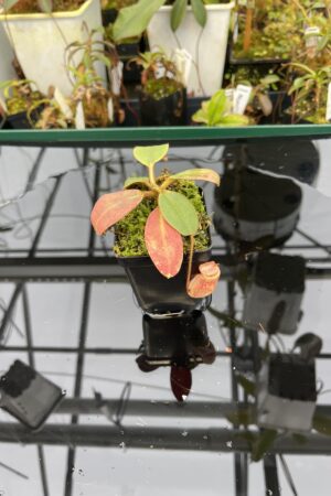 Close Up of Nepenthes peltata | Borneo Exotics | BE-4025 | 21029