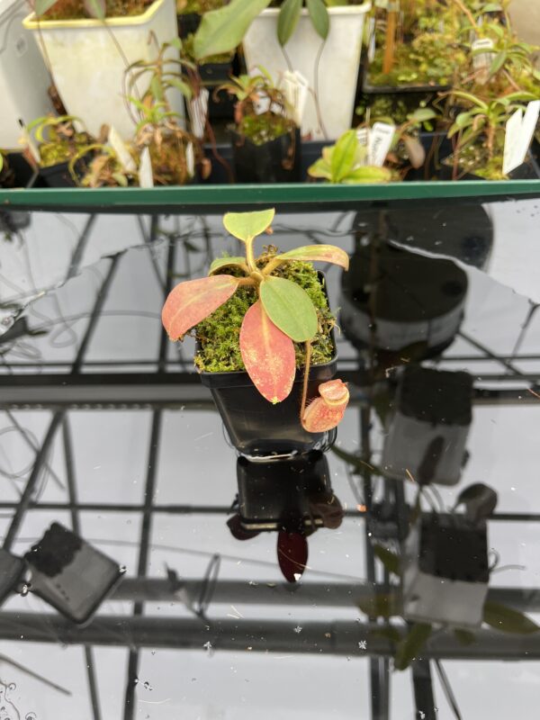 Close Up of Nepenthes peltata | Borneo Exotics | BE-4025 | 21029