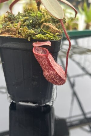 Close Up of Nepenthes peltata (Mt. Hamiguitan) | Clone: U2 | Andreas Wistuba | AW-N_pelt.5 | IN20924