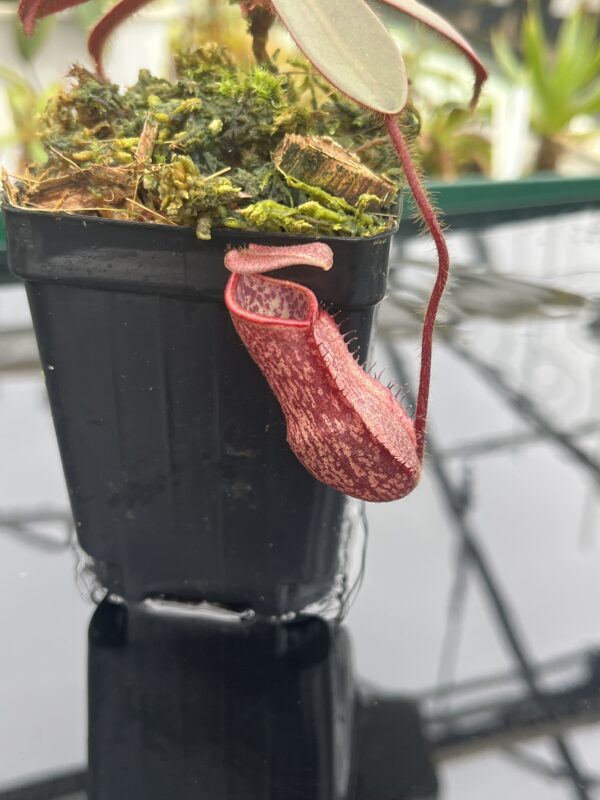 Close Up of Nepenthes peltata (Mt. Hamiguitan) | Clone: U2 | Andreas Wistuba | AW-N_pelt.5 | IN20924
