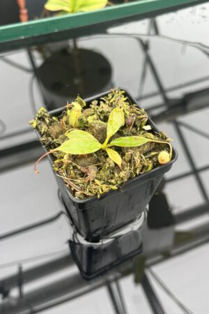 Close Up of Nepenthes peltata {mix of clones, Mount Hamiguitan, Mindanao, Philippines} | Best Carnivorous Plants | BCP-1821 | IN20918