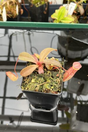 Close Up of Nepenthes peltata x ovata | Randomly selected from various clones (RSC) | Andreas Wistuba | AW-Nx_peltXov.1 | 21004