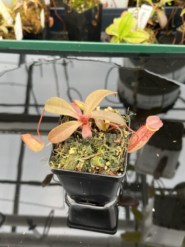 Close Up of Nepenthes peltata x ovata | Randomly selected from various clones (RSC) | Andreas Wistuba | AW-Nx_peltXov.1 | 21004