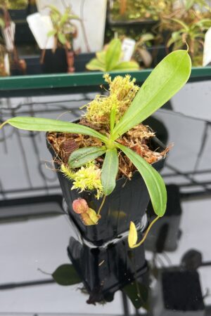 Close Up of Nepenthes pervillei (Tea Tavern, Seychelles) | individual seedling (ISC) | Andreas Wistuba | AW-N_perv_TT.2 | L20926