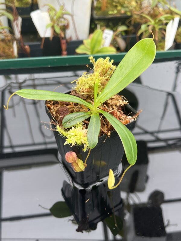 Close Up of Nepenthes pervillei (Tea Tavern, Seychelles) | individual seedling (ISC) | Andreas Wistuba | AW-N_perv_TT.2 | L20926