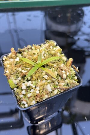 Close Up of Nepenthes pitopangii | Florae Collaborative | FC-060.IC | 20881