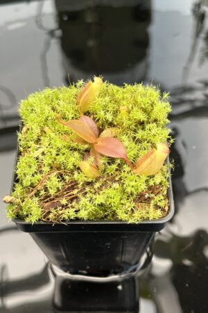 Close Up of Nepenthes platychila x palawanensis | PT | Florae | Florae Collaborative | FC-347.01 | 20747