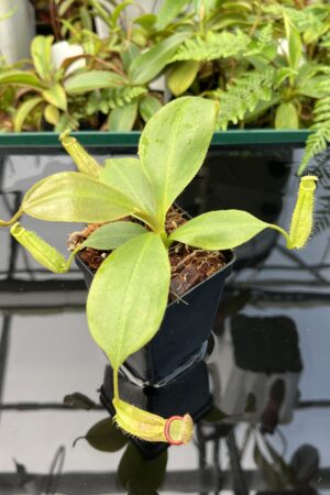 Close Up of Nepenthes platychila x palawanensis | PT | Florae | Florae Collaborative | FC-347.03 | 20734