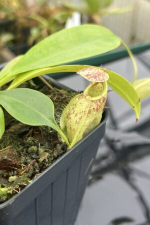Close Up of Nepenthes rafflesiana | Borneo Exotics | BE-4519 | L20914