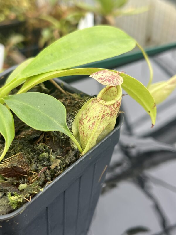 Close Up of Nepenthes rafflesiana | Borneo Exotics | BE-4519 | L20914