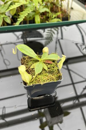 Close Up of Nepenthes rafflesiana 'Squat Dark' x rafflesiana 'Winged' | Manny Herrera | 20792