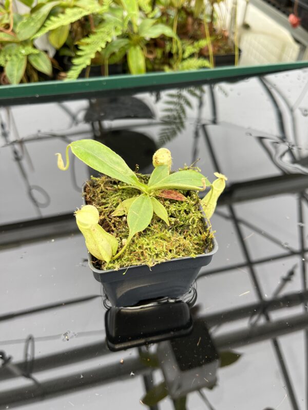 Close Up of Nepenthes rafflesiana 'Squat Dark' x rafflesiana 'Winged' | Manny Herrera | 20792