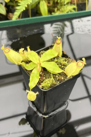 Close Up of Nepenthes rafflesiana x ampullaria {west of Jale, Johor, Malaysia} | Best Carnivorous Plants | BCP-234 | 20825