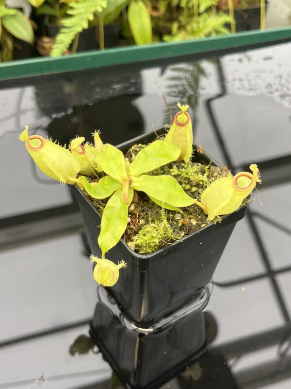 Close Up of Nepenthes rafflesiana x ampullaria {west of Jale, Johor, Malaysia} | Best Carnivorous Plants | BCP-234 | 20825