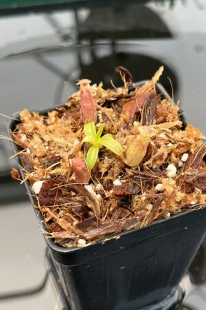 Close Up of Nepenthes rajah x edwardsiana | JH | Clone 1 | Florae Collaborative | FC-96.01 | 20750