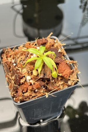 Close Up of Nepenthes rajah x edwardsiana | JH | Florae | Clone 2 | Florae Collaborative | FC-96.02 | 20739