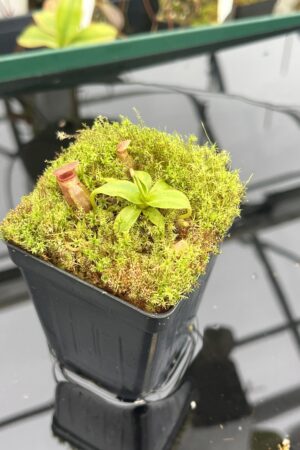 Close Up of Nepenthes rajah x edwardsiana | JH | Florae | Clone 2 | Florae Collaborative | FC-96.02 | 20949