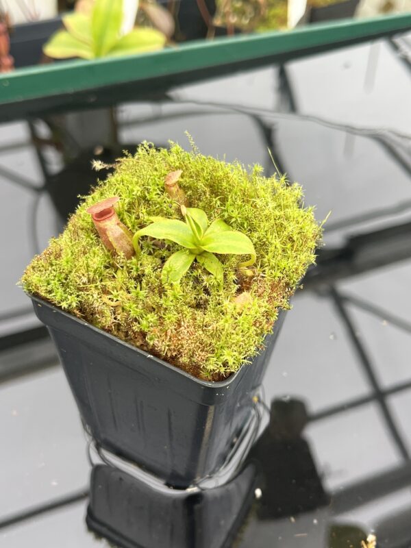Close Up of Nepenthes rajah x edwardsiana | JH | Florae | Clone 2 | Florae Collaborative | FC-96.02 | 20949