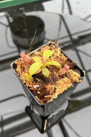 Close Up of Nepenthes rajah x edwardsiana | JH | Florae | Clone 2 | Florae Collaborative | FC-96.02 | 21041