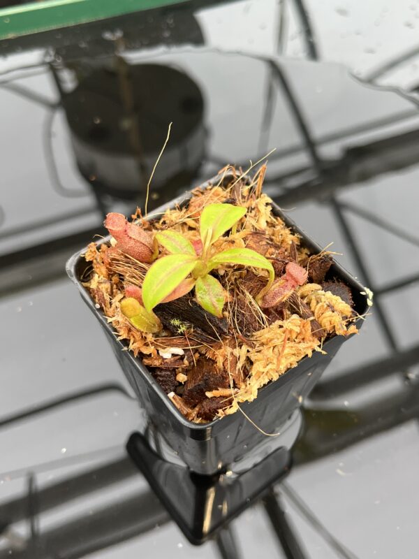 Close Up of Nepenthes rajah x edwardsiana | JH | Florae | Clone 2 | Florae Collaborative | FC-96.02 | 21041