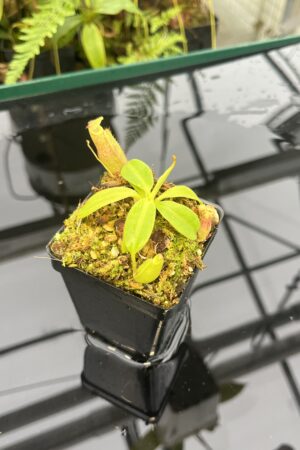 Close Up of Nepenthes rajah x eymae | Florae Collaborative | FC-074.IC | 20814
