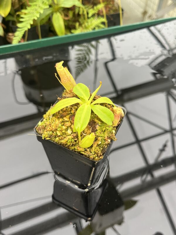 Close Up of Nepenthes rajah x eymae | Florae Collaborative | FC-074.IC | 20814