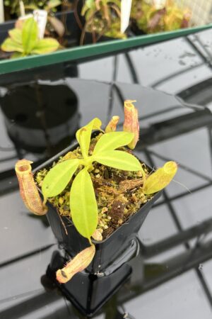 Close Up of Nepenthes rajah x eymae | Florae Collaborative | FC-074.IC | 21022