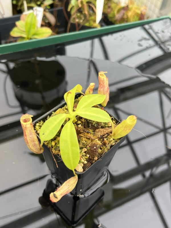 Close Up of Nepenthes rajah x eymae | Florae Collaborative | FC-074.IC | 21022