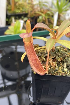 Close Up of Nepenthes ramispina x reinwardtiana | Borneo Exotics | BE-3711 | 21027