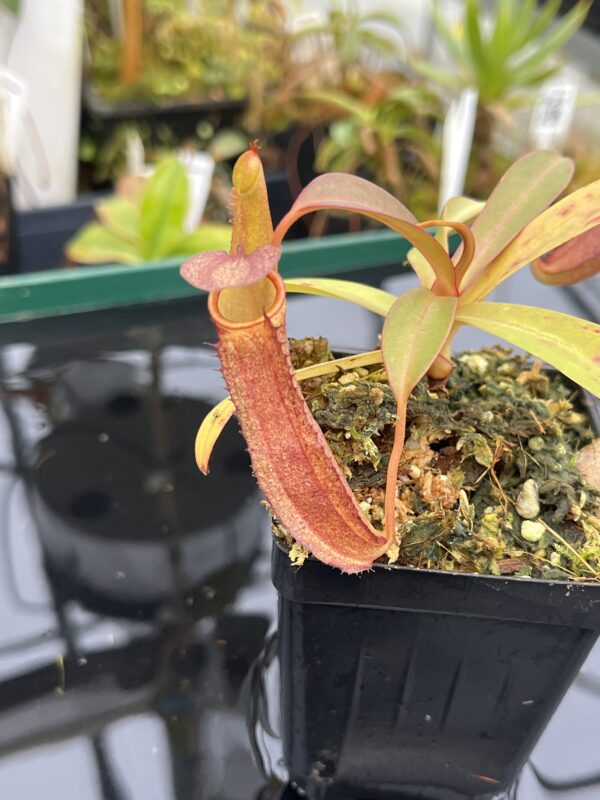 Close Up of Nepenthes ramispina x reinwardtiana | Borneo Exotics | BE-3711 | 21027