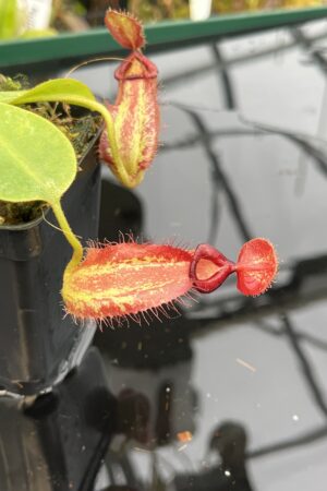 Close Up of Nepenthes robcantleyi x ampullaria | Borneo Exotics | BE-3767 | IN21028