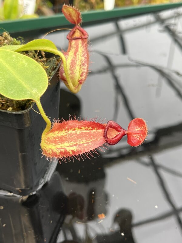 Close Up of Nepenthes robcantleyi x ampullaria | Borneo Exotics | BE-3767 | IN21028