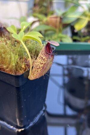 Close Up of Nepenthes robcantleyi x aristolochioides | Borneo Exotics | BE-4036 | 20884
