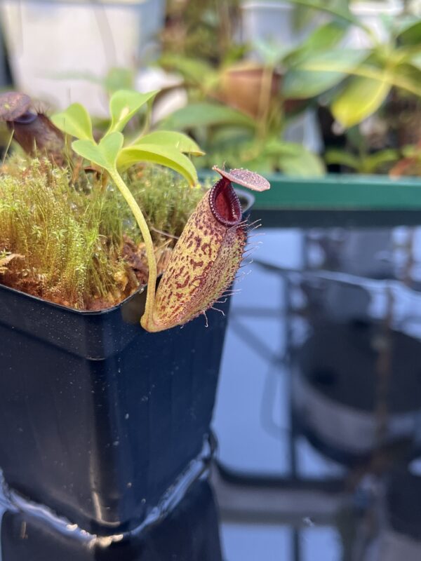 Close Up of Nepenthes robcantleyi x aristolochioides | Borneo Exotics | BE-4036 | 20884