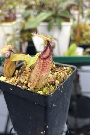 Close Up of Nepenthes robcantleyi x hamata | Borneo Exotics | BE-3958 | H20955