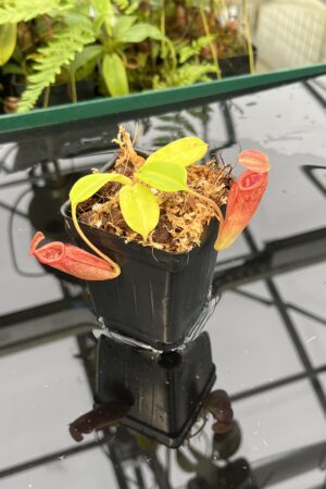 Close Up of Nepenthes robcantleyi x jacquelineae | Borneo Exotics | BE-4028 | 20819