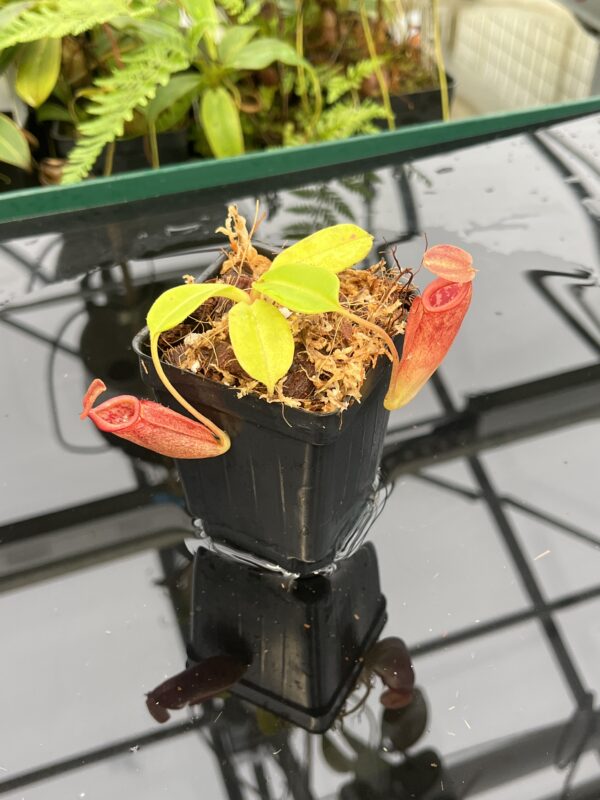 Close Up of Nepenthes robcantleyi x jacquelineae | Borneo Exotics | BE-4028 | 20819