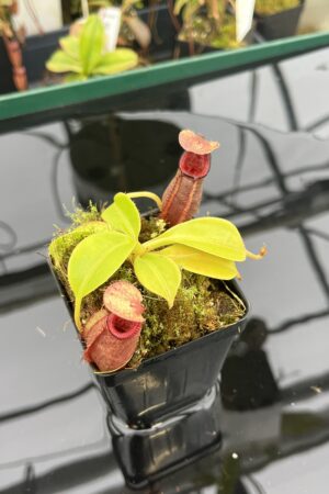 Close Up of Nepenthes robcantleyi x ovata | Borneo Exotics | BE-3996 | 20945