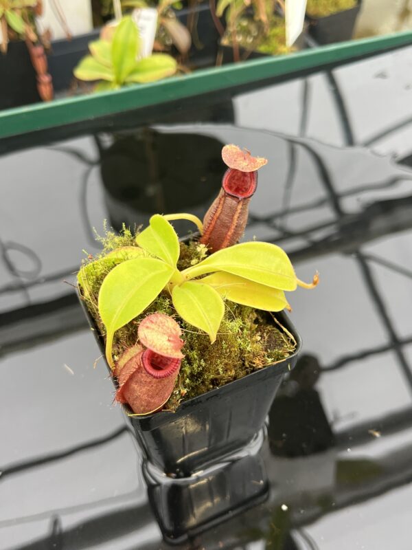 Close Up of Nepenthes robcantleyi x ovata | Borneo Exotics | BE-3996 | 20945