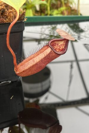 Close Up of Nepenthes robcantleyi x palawanensis | Borneo Exotics | BE-4591 | 20821