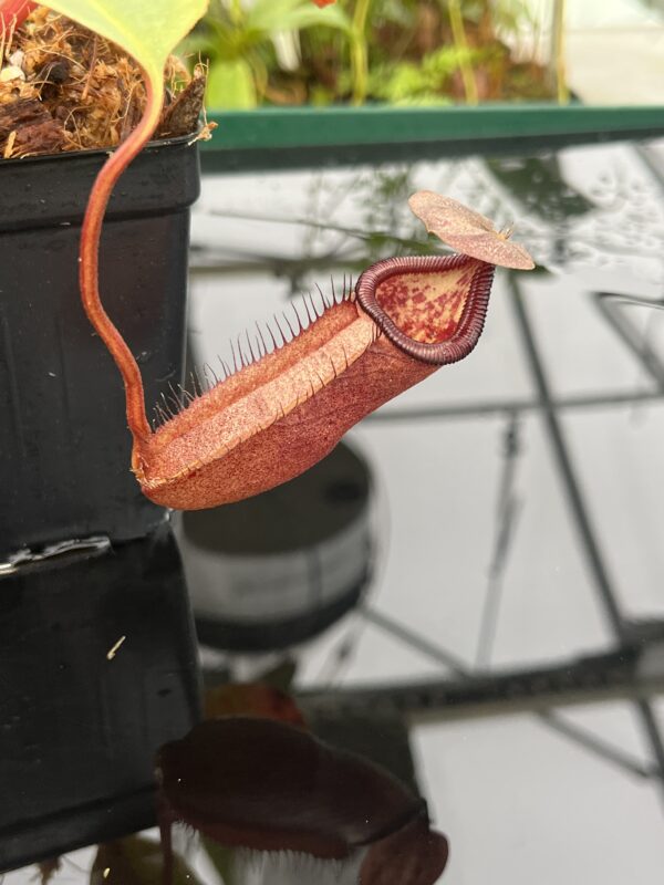 Close Up of Nepenthes robcantleyi x palawanensis | Borneo Exotics | BE-4591 | 20821